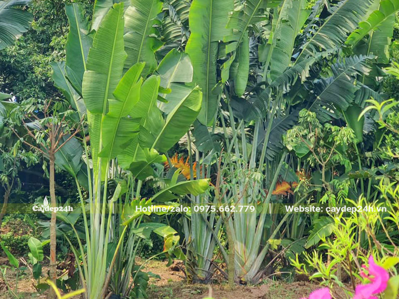Những bụi chuối rẻ quạt đẹp, xanh tốt