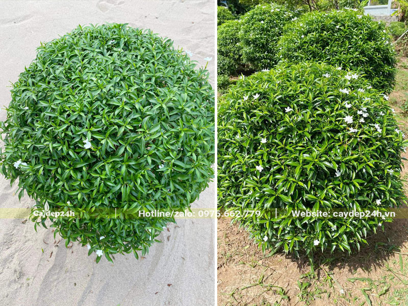Cây trồng chậu bầu tán tròn đẹp, chiều cao khoảng 40 - 45cm