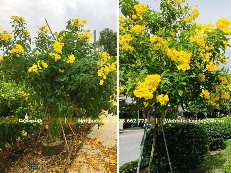 Cây Huỳnh Liên trồng đường phố được chống cọc cẩn thận