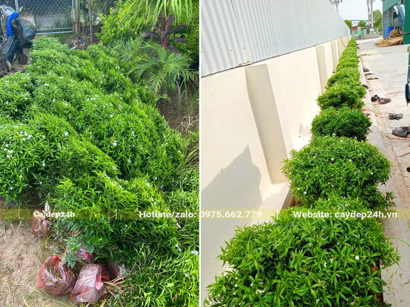 Thi công trồng cây Mai Vạn Phúc tạo viền lối đi