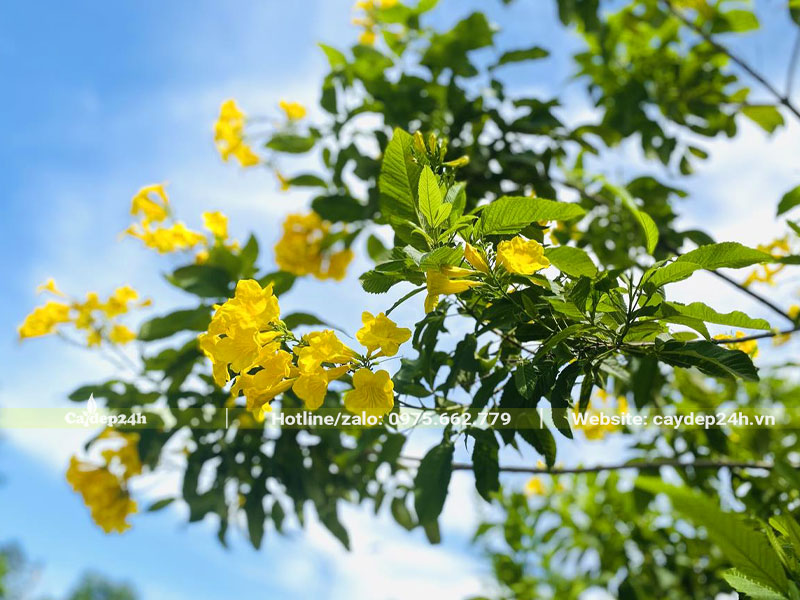 Những cành hoa Huỳnh Liên đang bắt đầu bung nở
