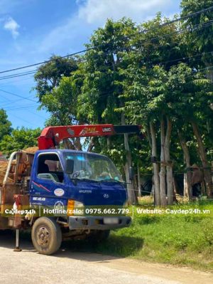 Vườn dâm ủ cây Săng Lẻ nhiều năm