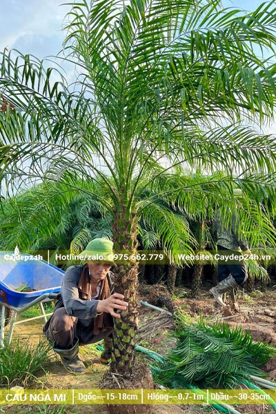 Cây Cau Nga Mi cao 1m bứng nóng tại vườn