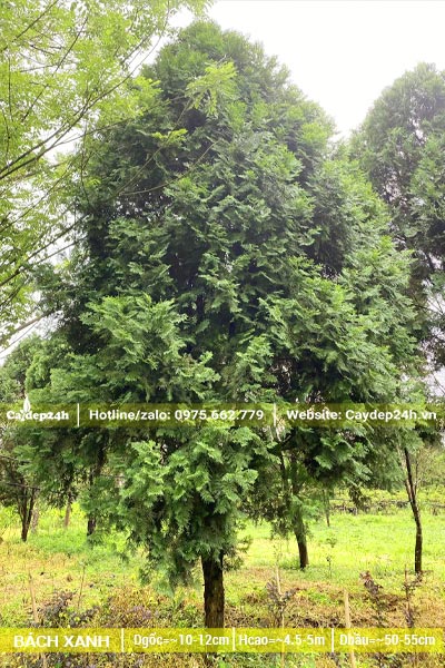 Cây Bách Xanh công trình lâu năm đường kính trên 10cm