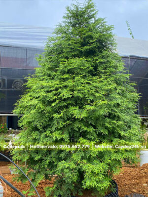Cây cao 2m, đường kính tán 1m2