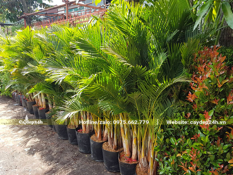 Xếp hàng cây Cau Vàng ngay ngắn chuẩn bị trồng