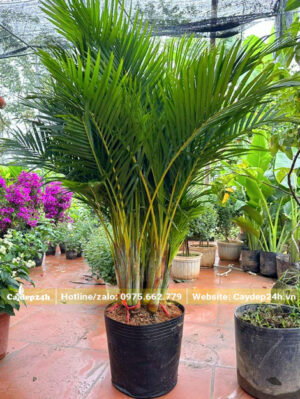 Cây Cau Cảnh Vàng cao 70cm không tính bầu
