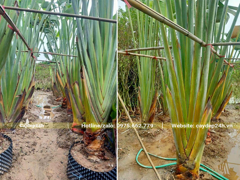 Dâm ủ Chuối Rẻ Quạt công trình lộ thân 15 - 20cm trong bầu nổi