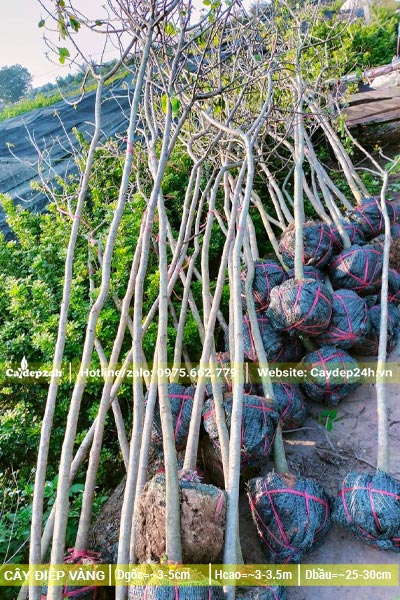 Đống cây Muồng Lá Lạc đường kính gốc 3 - 4cm, cao khoảng 3m