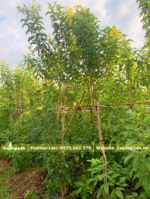 Buộc cây vào giàn đỡ để phòng ngừa đổ gãy, giúp thân cây thẳng hơn
