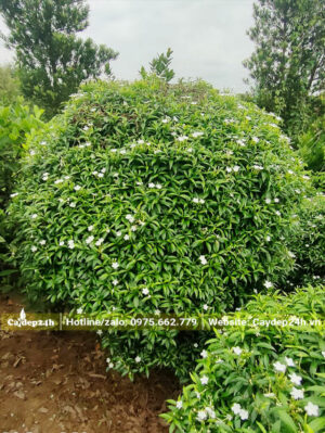 Cây chưa bứng bầu, chiều cao khoảng 1 - 1m2