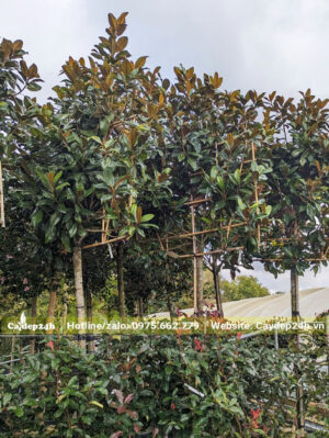 Hàng cây Sen Đất đánh thẳng, chiều cao gần 4m