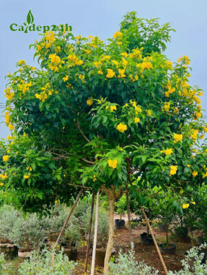 Cây Huỳnh Liên Vàng thân tree, thoát thân hơn 1m