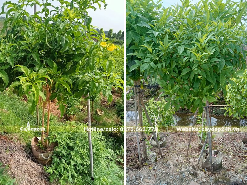 Cây hoa Huỳnh Liên chiều cao hơn 1m