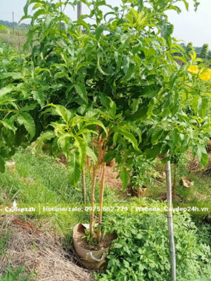 Chiều cao hơn 1m, đường kính tán 1m