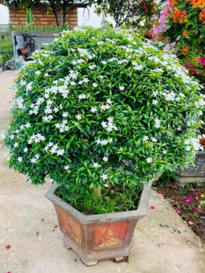 Cây Mai Vạn Phúc trồng chậu cảnh lục giác đẹp