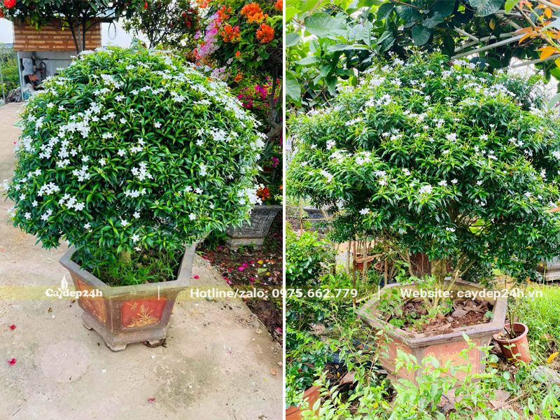 Trồng cây Mai Vạn Phúc trong chậu để trang trí trước nhà