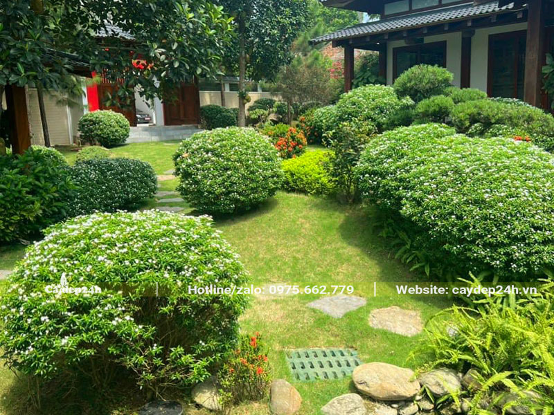 Những cây hoa Mai Vạn Phúc lớn trồng trang trí sân vườn biệt thự