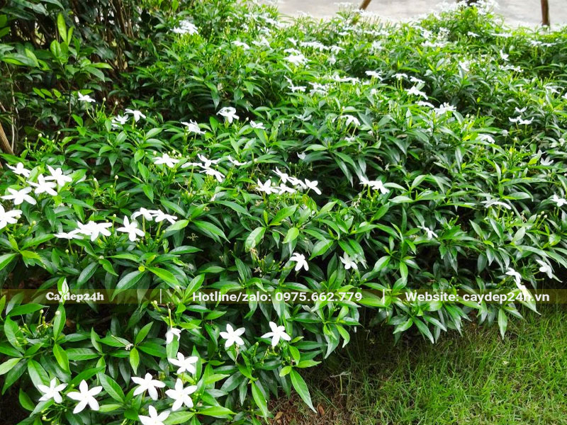 Mai Vạn Phúc hoa trắng trồng trang trí cảnh quan