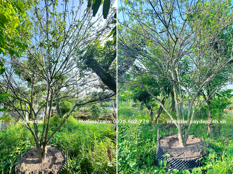 Quây bầu nổi dâm ủ cây Mận công trình cao hơn 3m
