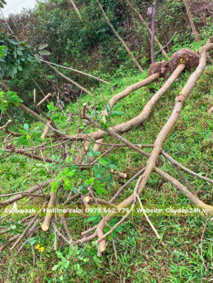 Cắt và cưa cành chỉ giữ lại một đoạn khoảng 40 - 50cm