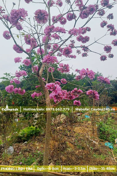 Trên cành chỉ còn lại những hoa Phong Linh tím xinh đẹp, lá đã rụng hết