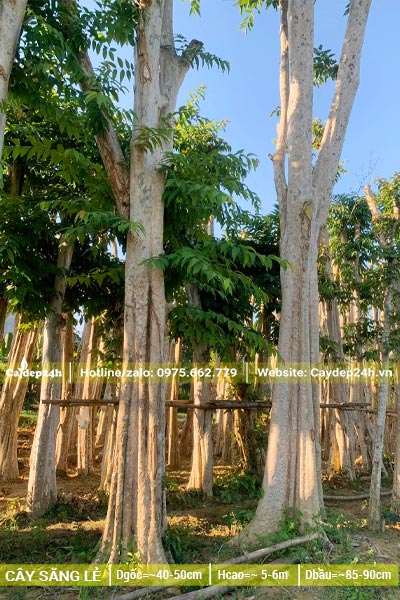 Săng Lẻ dâm ủ cao từ 5 - 6m