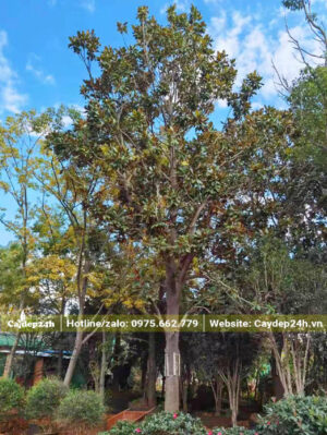 Cây Sen Đất cổ thụ đã dâm ủ nhiều năm, đường kính gốc trên 20cm