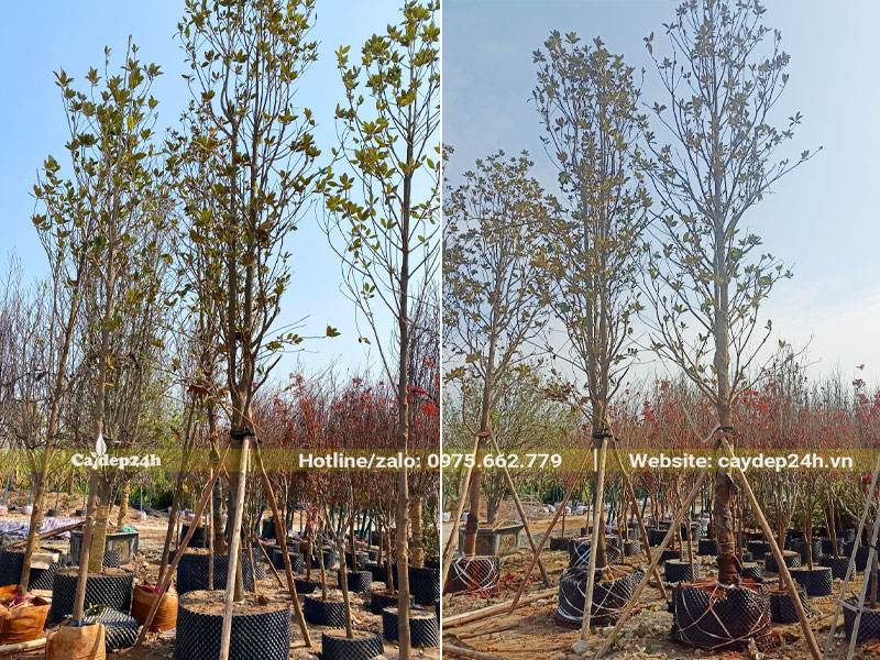 Vườn dưỡng số lượng lớn cây Sen Đất trong bầu nổi đường kính 50 - 55cm