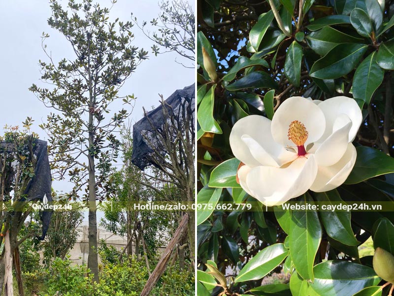 Cây Sen Đất công trình cao hơn 5m