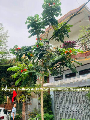 Trồng cây Sò Đo Cam cao 4m trước nhà