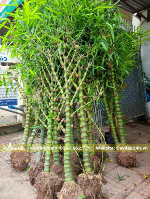 Cây đánh thẳng mới bứng, chỉ có 1 - 2 thân