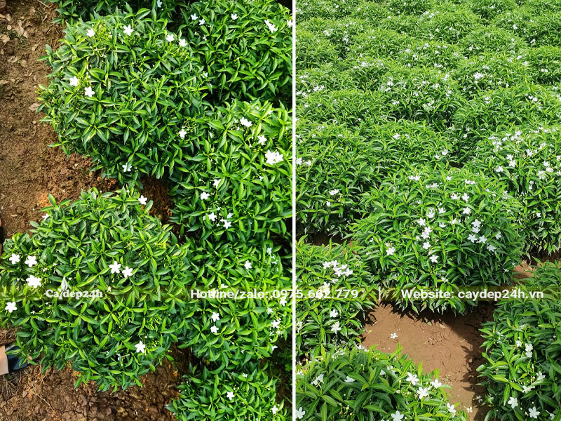Vườn trồng và dưỡng những cây hoa Mai Vạn Phúc trưởng thành