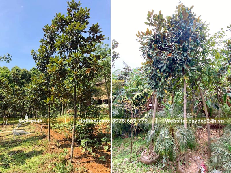 Đường kính gốc 5cm trở lên, chiều cao hơn 3m