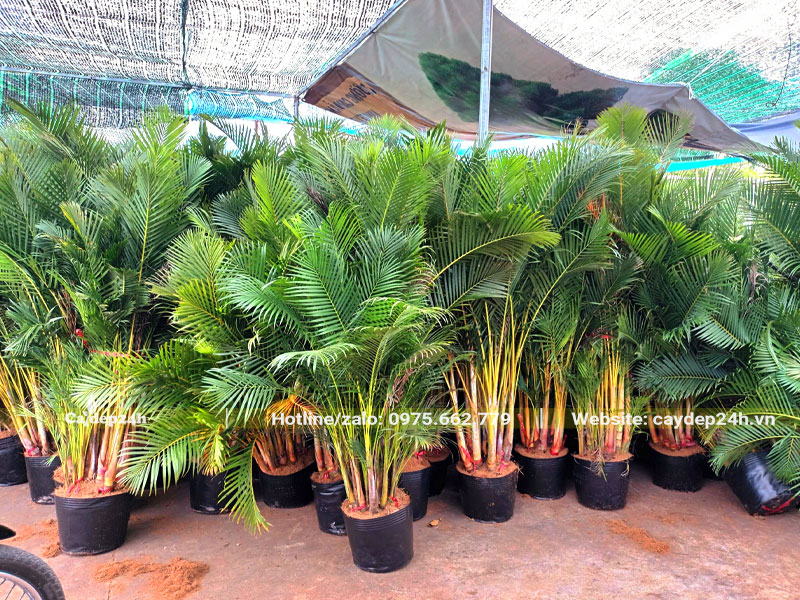 Xếp sẵn gần 50 cây Cau Vàng kích thước 1m chuẩn bị giao cho khách hàng