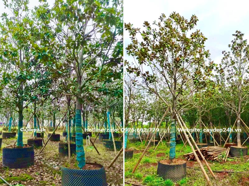 Dâm ủ và chống cọc cho cây Sen Đất công trình đường kính gốc 12 - 15cm