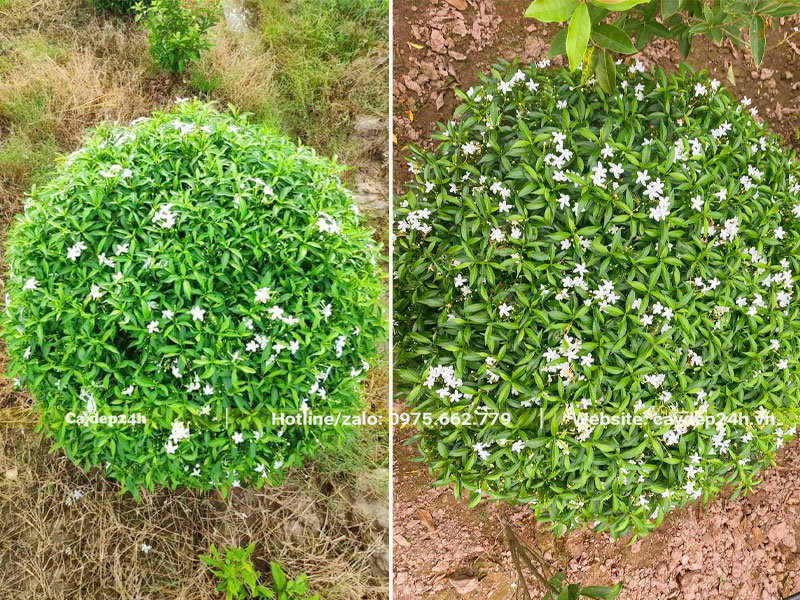 Cây mọc bụi tạo tán tròn đẹp