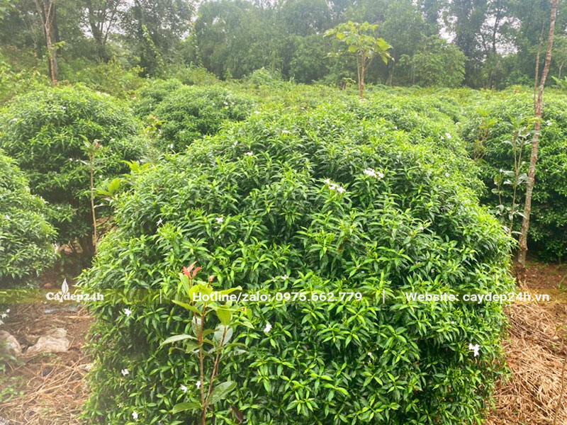 Vườn cây hoa Mai Vạn Phúc lâu năm chiều cao hơn 1m