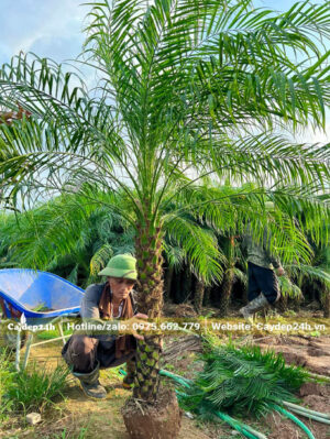 Công nhân đang bứng cây Cau Nga Mi và bọc bầu cẩn thận
