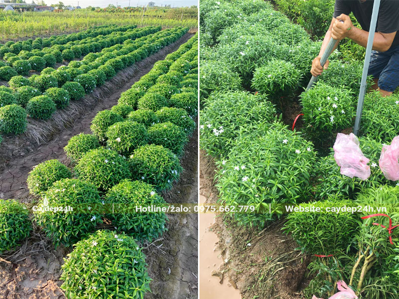 Đánh bầu cây hoa Mai Vạn Phúc nhỏ, chiều cao 30cm