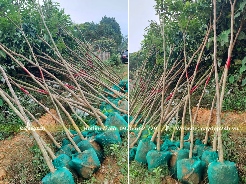 Hàng chục cây Phong Linh hoa tím đã bứng và bọc bầu cẩn thận 