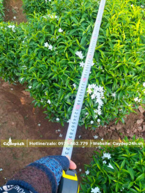 Cây đường kính tán hơn 50cm