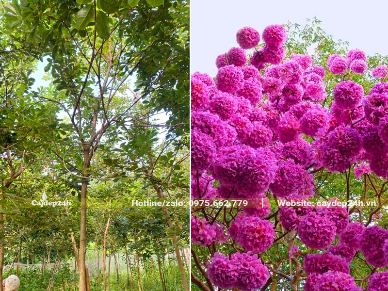 Vườn cây Phong Linh tím nở hoa rực rỡ
