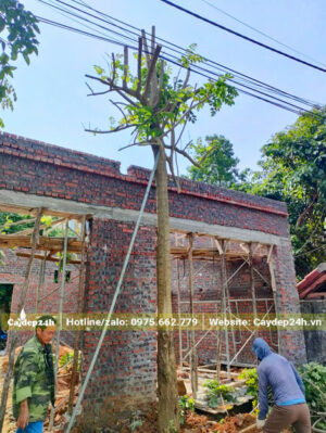 Trồng cây Sò ĐO Cam cổ thụ vanh thân khoảng 70 - 80