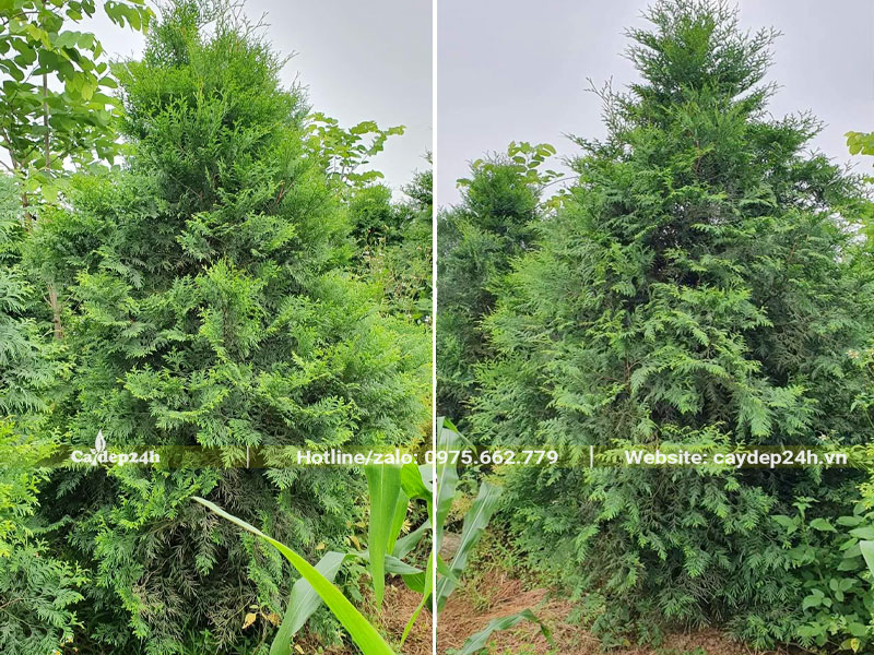 Vườn trồng số lượng lớn cây Bách Xanh cao 1m