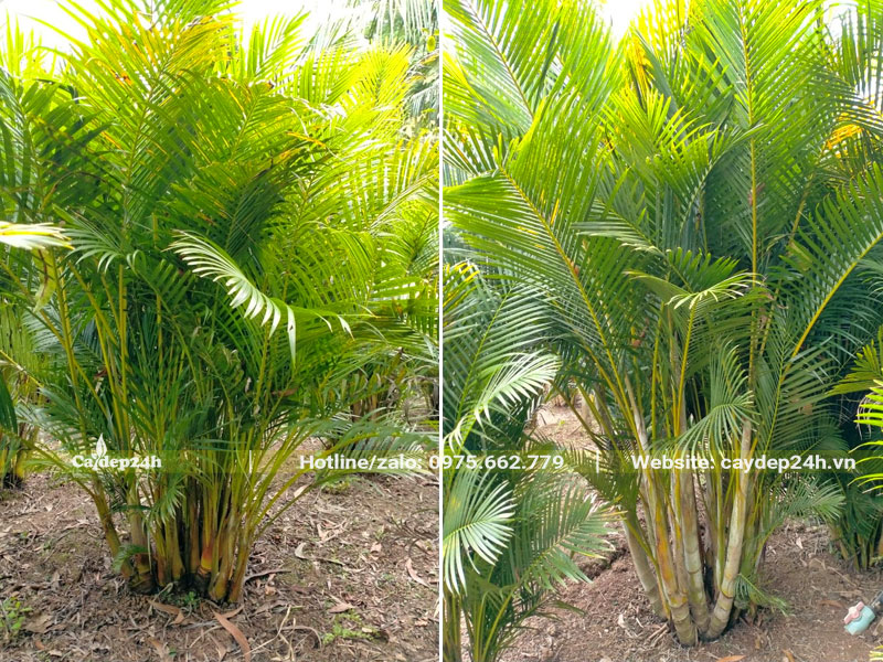 Những khóm cây cau Vàng tại nhà vườn, chiều cao khoảng 1 - 1m2
