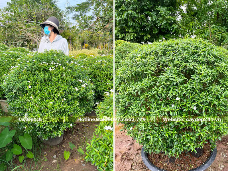 Những cây Mai Vạn Phúc cao 1m, tán lớn