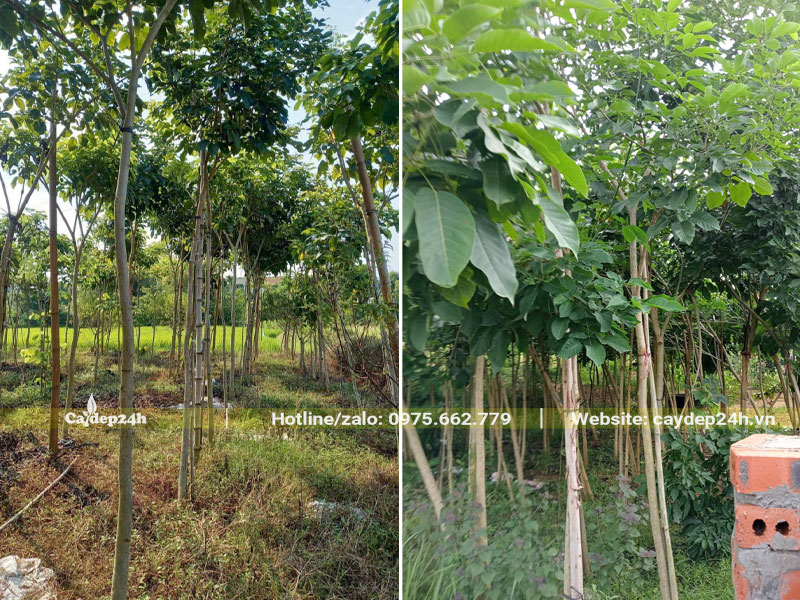 Vườn Phong Linh tím trưởng thành, chiều cao khoảng 3m, vanh 10 - 15