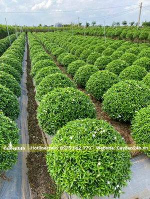 Nhà vườn quy mô lớn, có hàng nghìn cây Mai Vạn Phúc trưởng thành cao 60 - 70cm