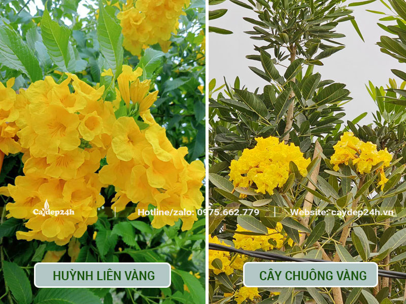 So sánh hình ảnh hoa và lá của cây Huỳnh Liên và cây Chuông Vàng